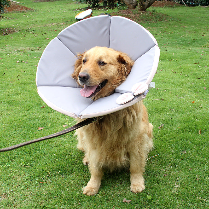 Collier de soins convalescents pour chiens malades