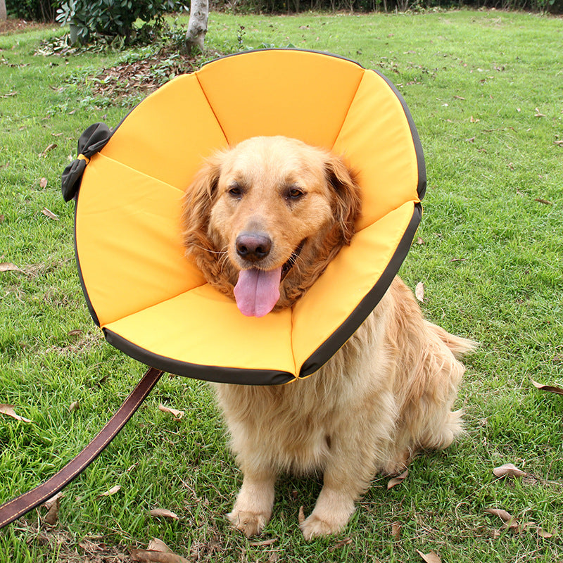 Collier de soins convalescents pour chiens malades