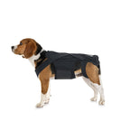 Orthèse dorsale pour chien souffrant de hernie discale, d'arthrite et nécessitant une convalescence