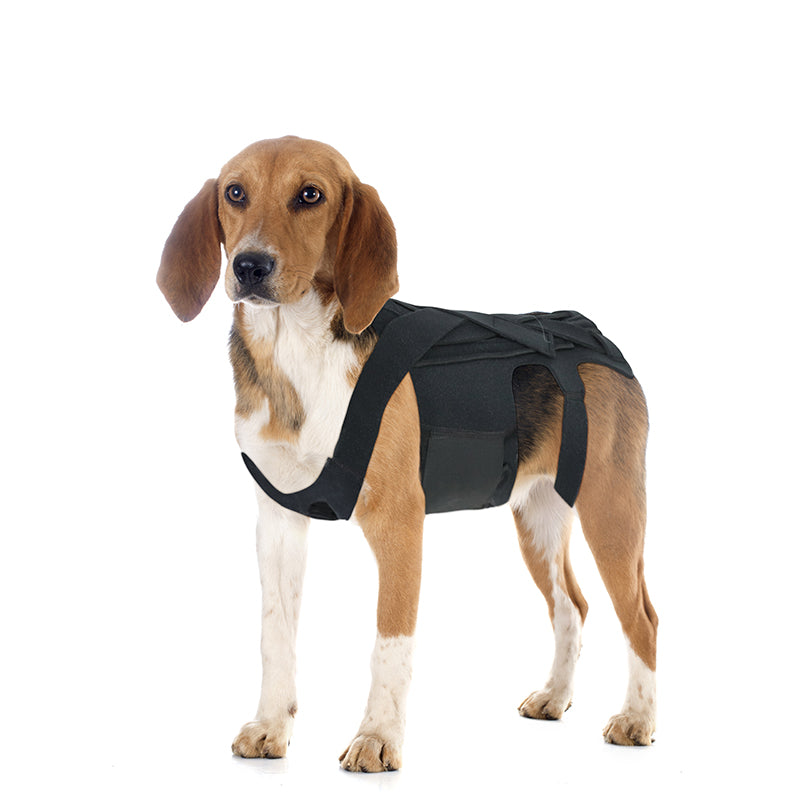 Orthèse dorsale pour chien souffrant de hernie discale, d'arthrite et nécessitant une convalescence